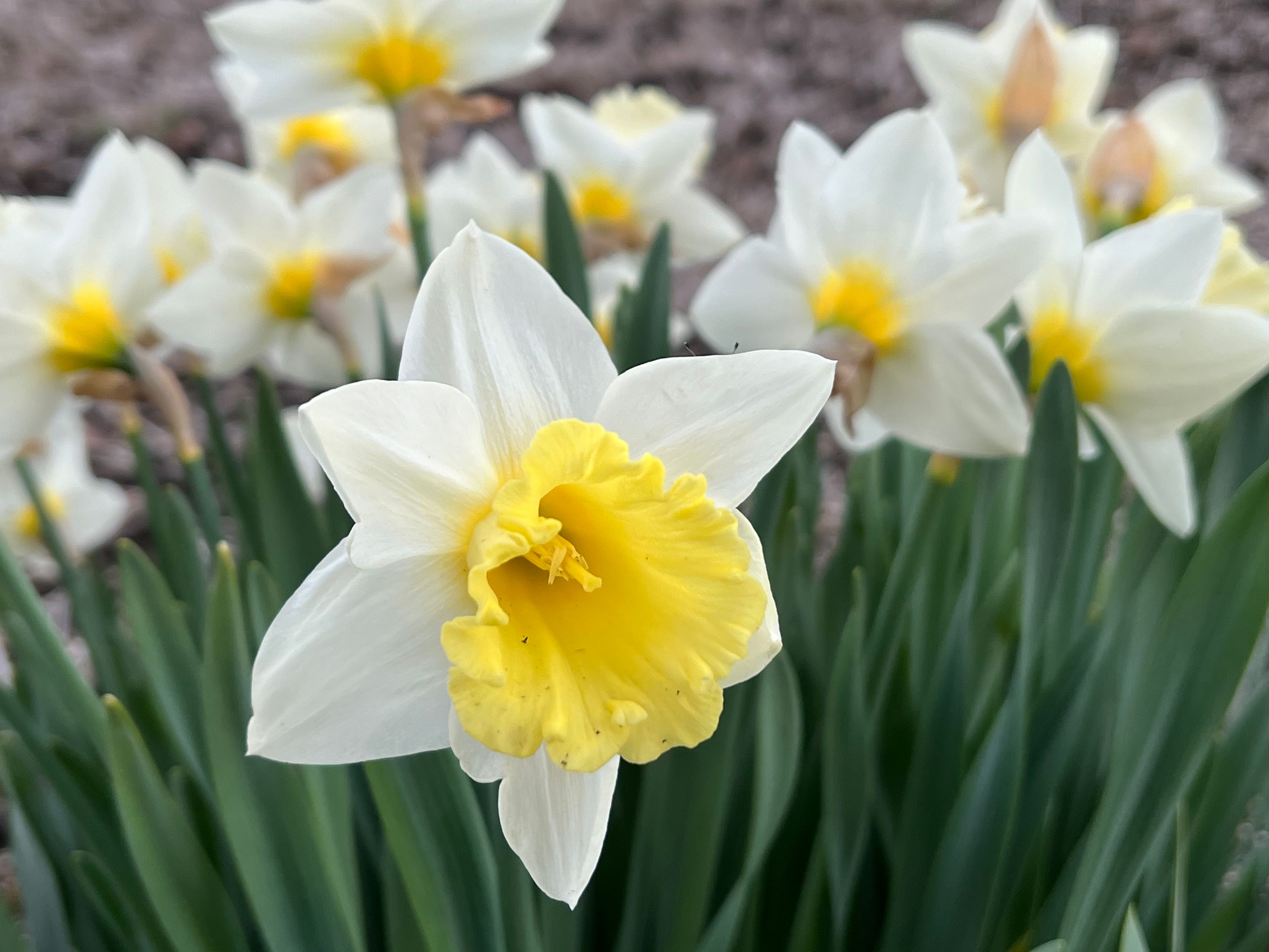 Image in a image block