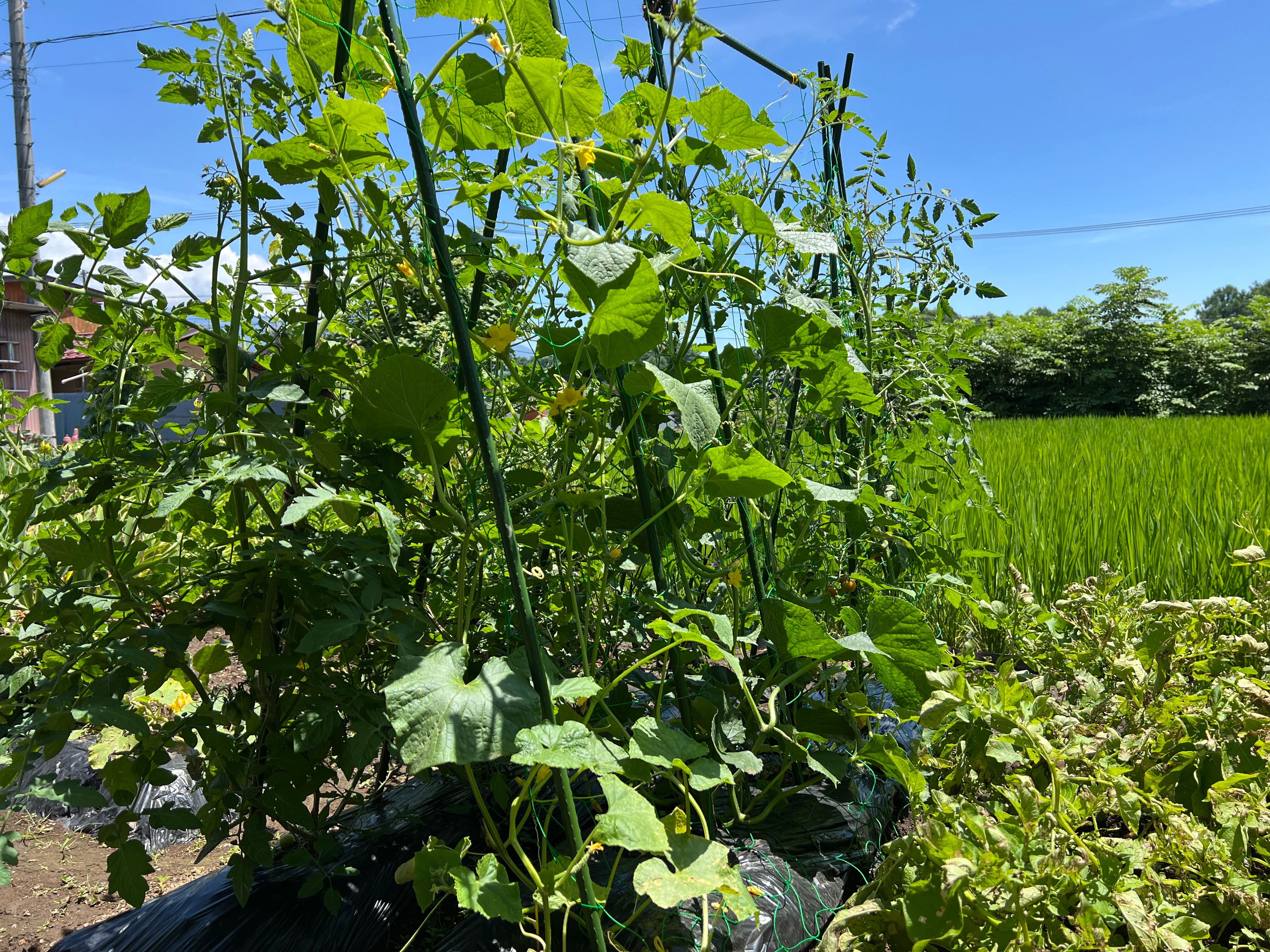 Image in a image block