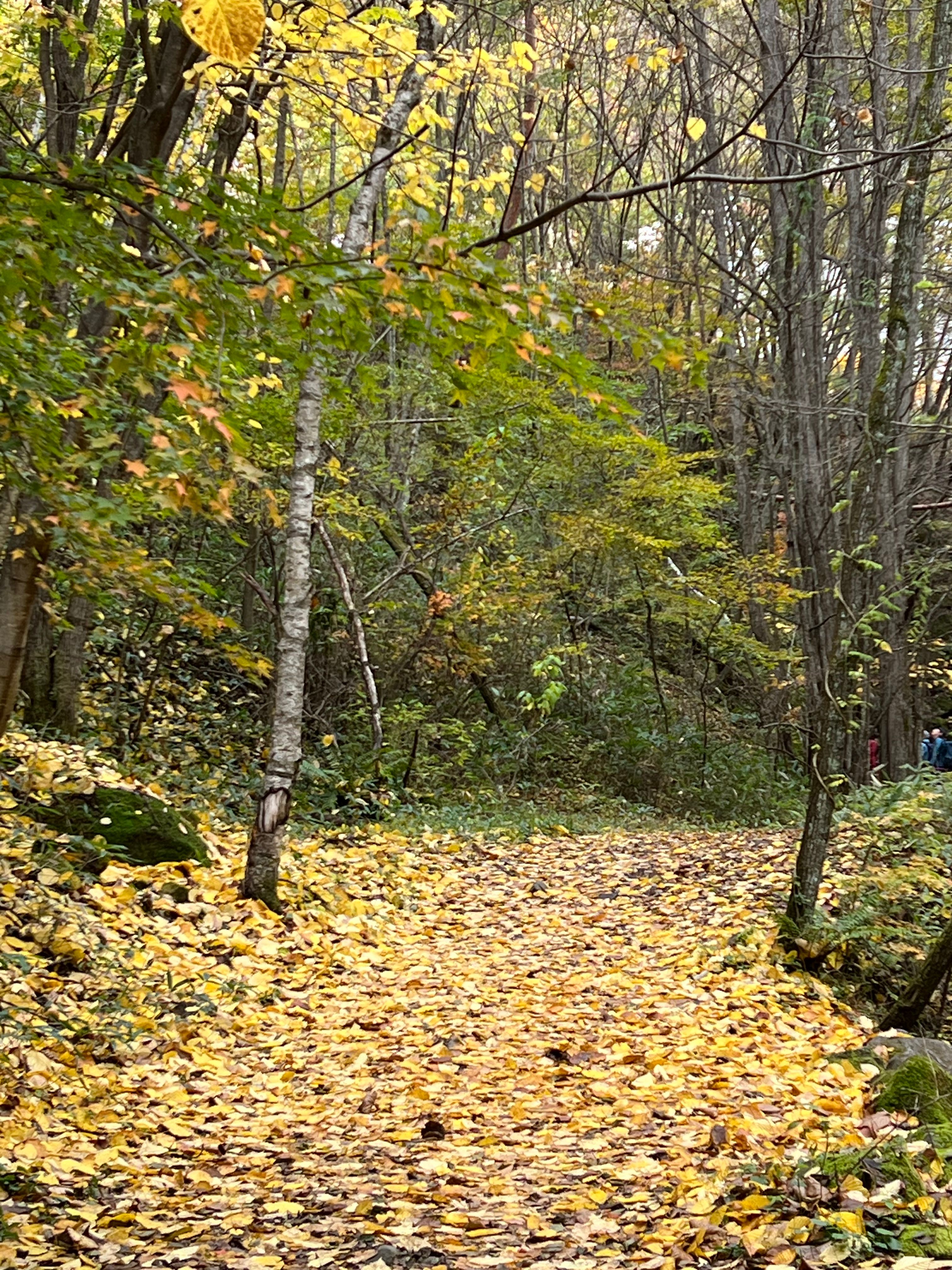 Image in a image block