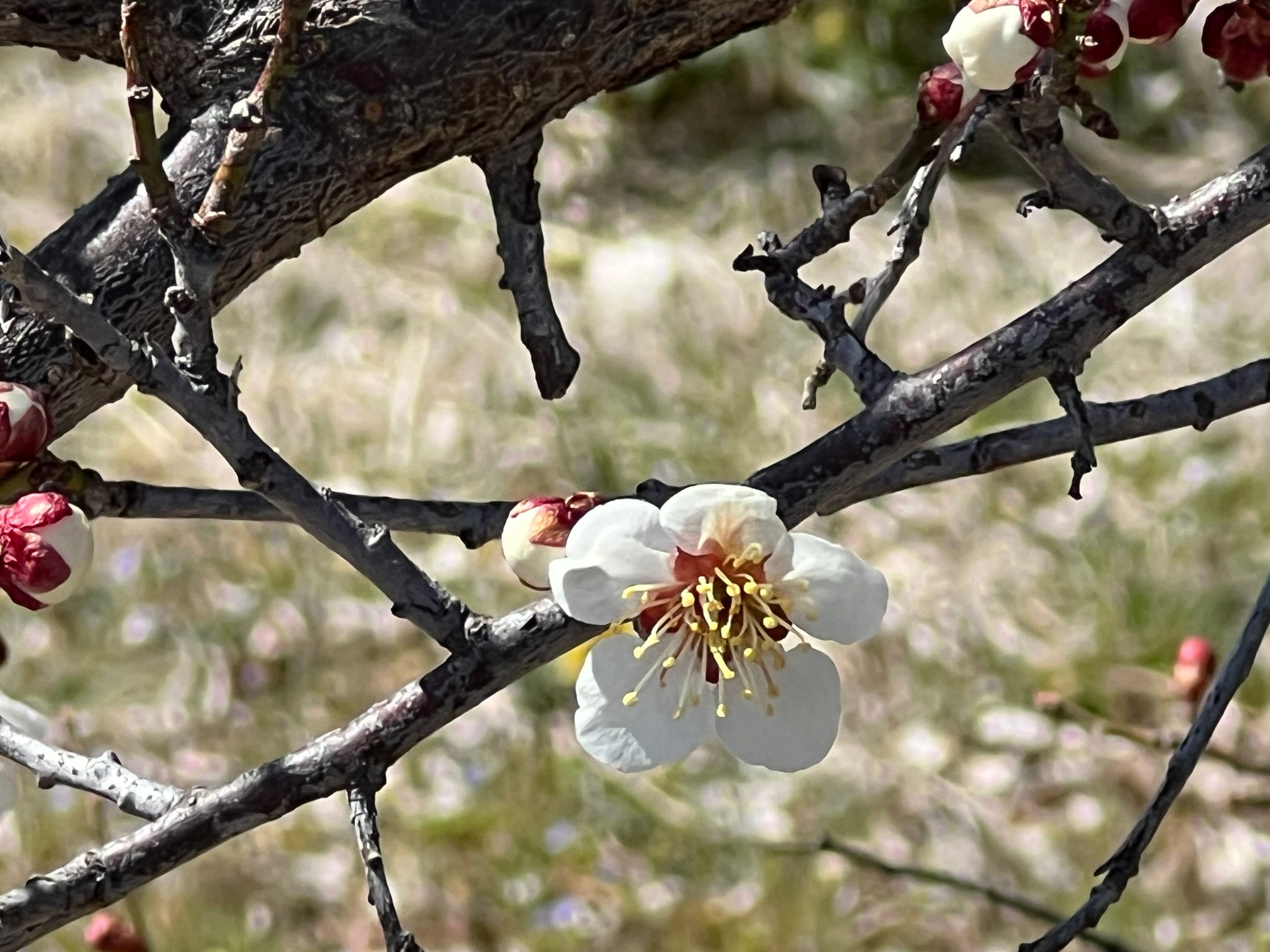 Image in a image block