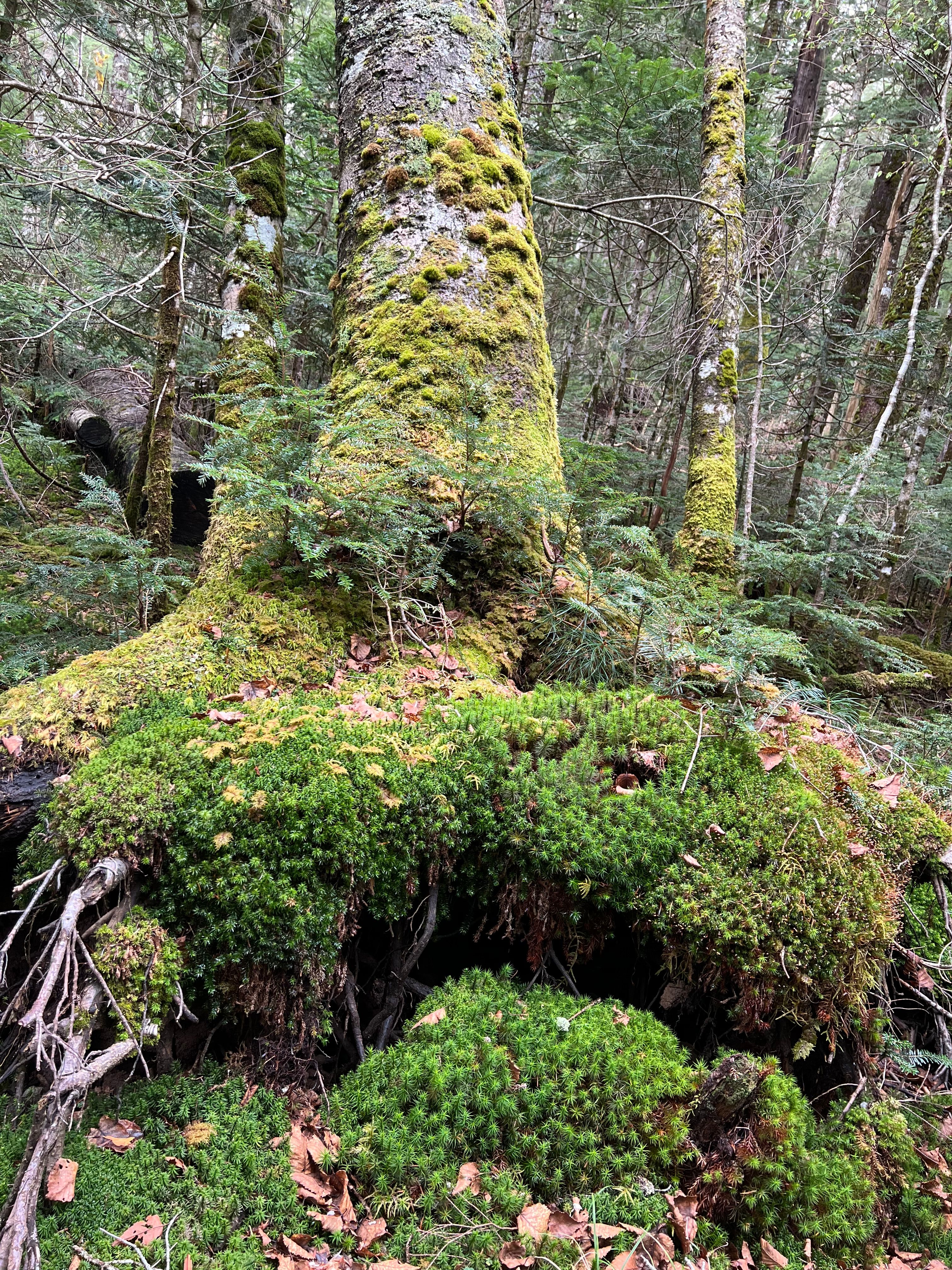 Image in a image block