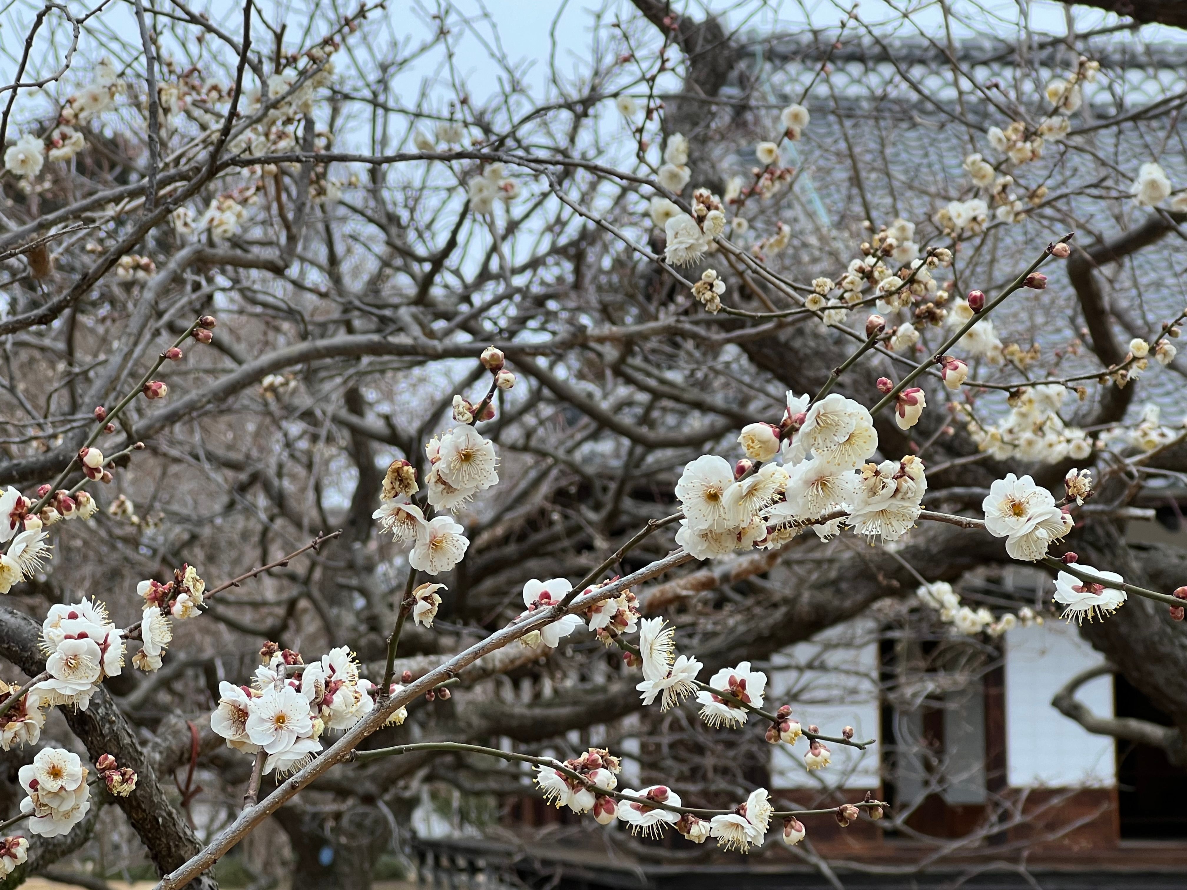 Image in a image block